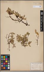 Foto von Salix petrophila Rydb.